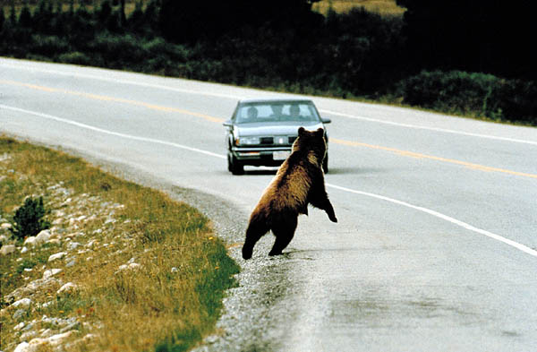 carandbear