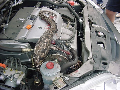 snake2