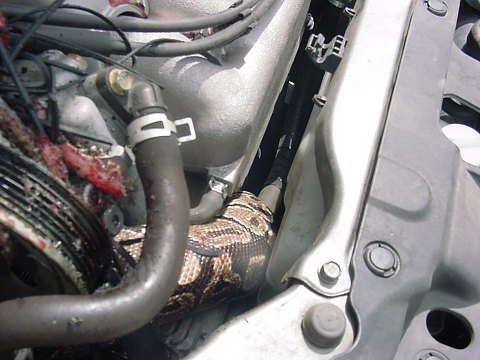 snake4