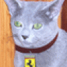 KatMan