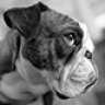 LittleTino