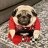 Sargepug