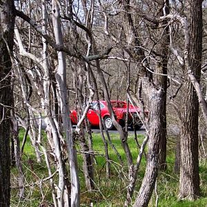 Through the trees