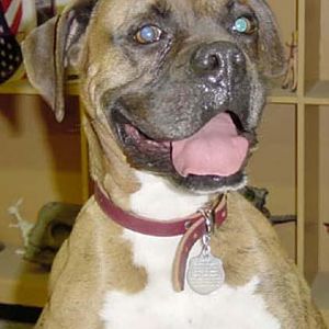 My boxer Polo. hes getting old.